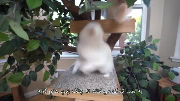 چه کار کنیم که گربه چنگ نزند