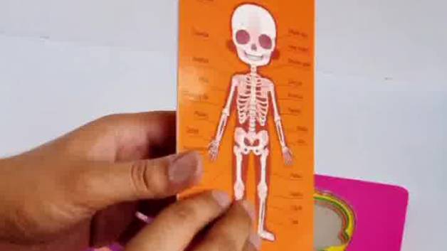 پازل آموزشی مدل اعضای بدن