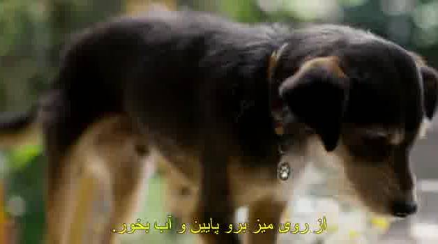 فیلم زندگی سگی 2024 زیرنویس فارسی