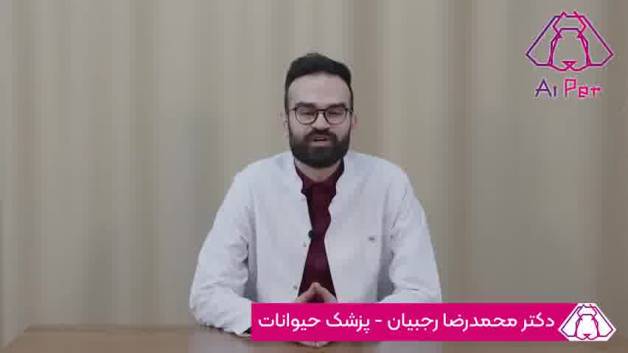 چاقی حیوانات خانگی