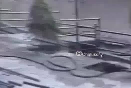 حمله خرس به یک خودرو در جاده چالوس
