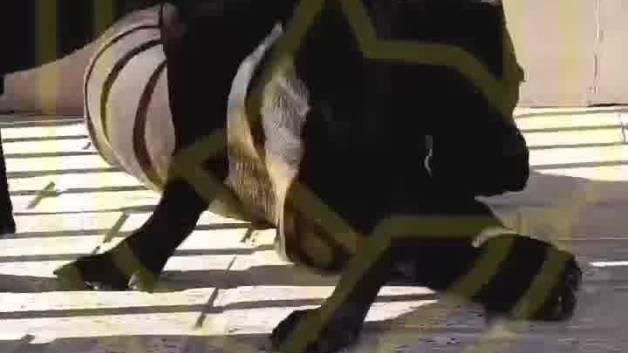 همه چیز درباره سگ کن کورسو: نگهبان قوی و وفادار!