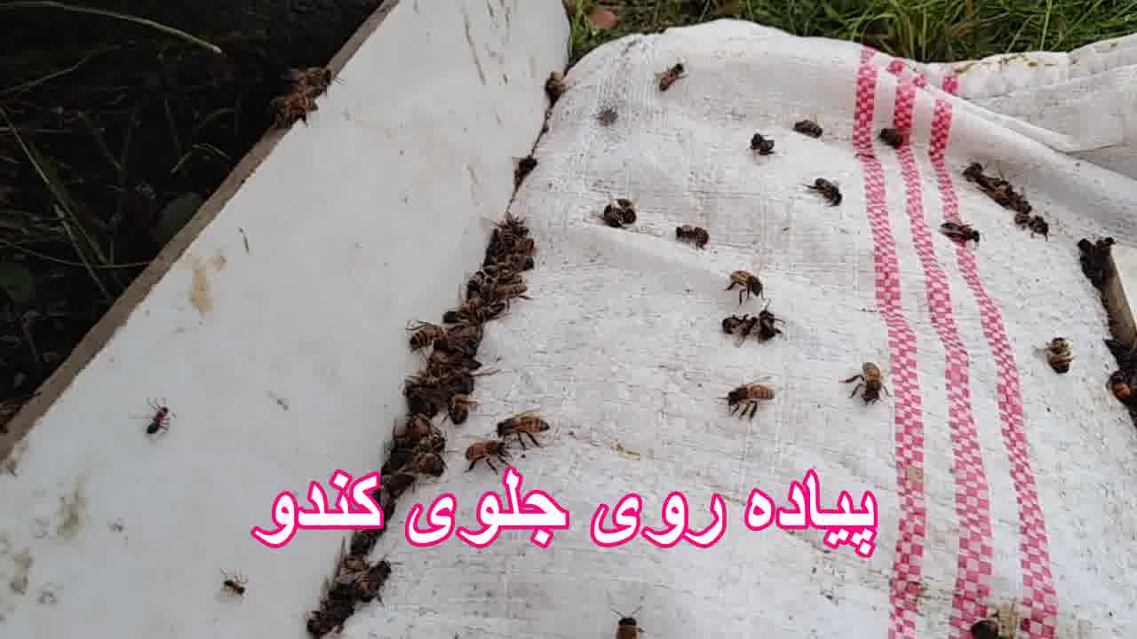 روشهای درمانی ارگانیک نوزمای زنبور