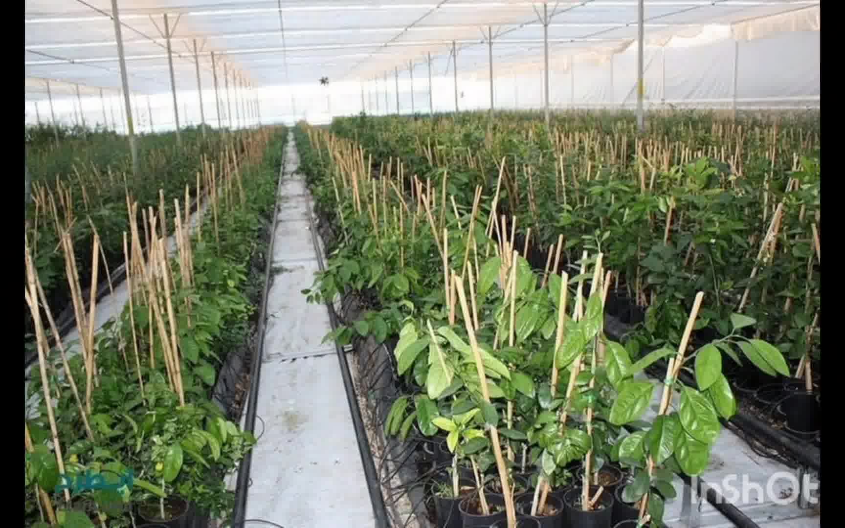 خرید نهال