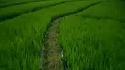 طبیعت