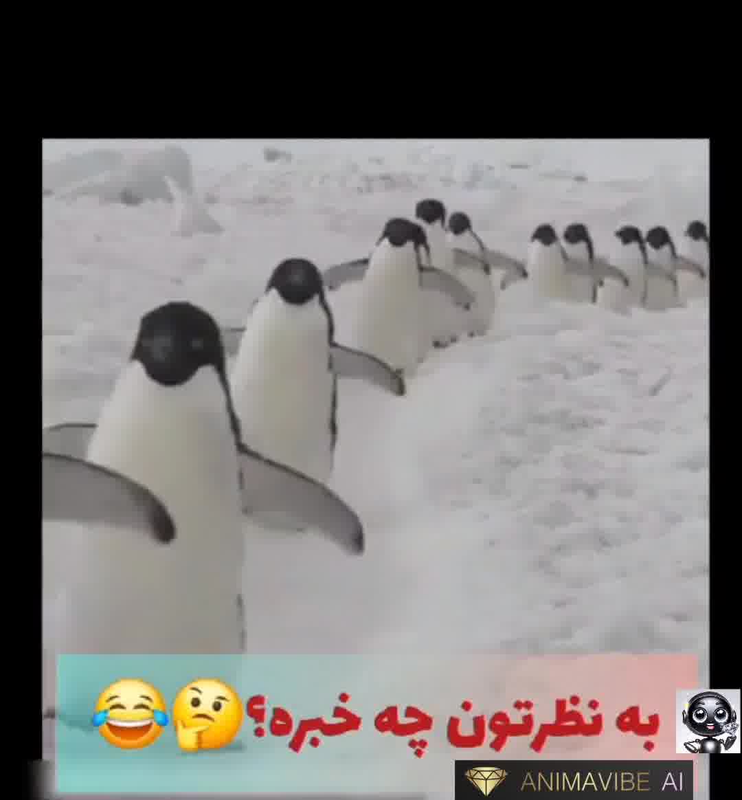 مسابقه دو میدانی پنگوئن ها در المپیک ۲۰۲۴